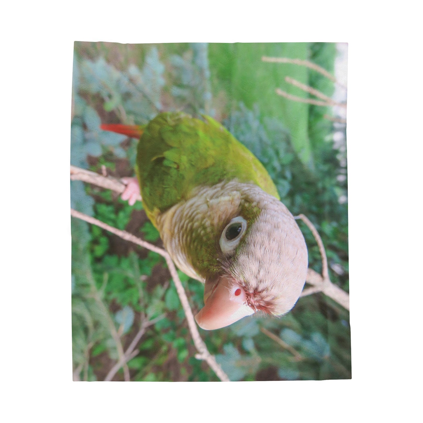 Tropical Parrot Velveteen Plush Blanket - Parrot Giving Side Eye