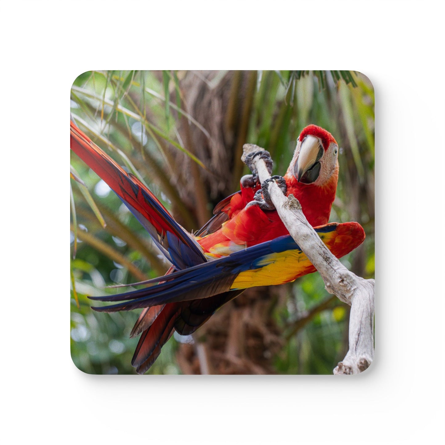 Coaster Set - Gymnast Parrot