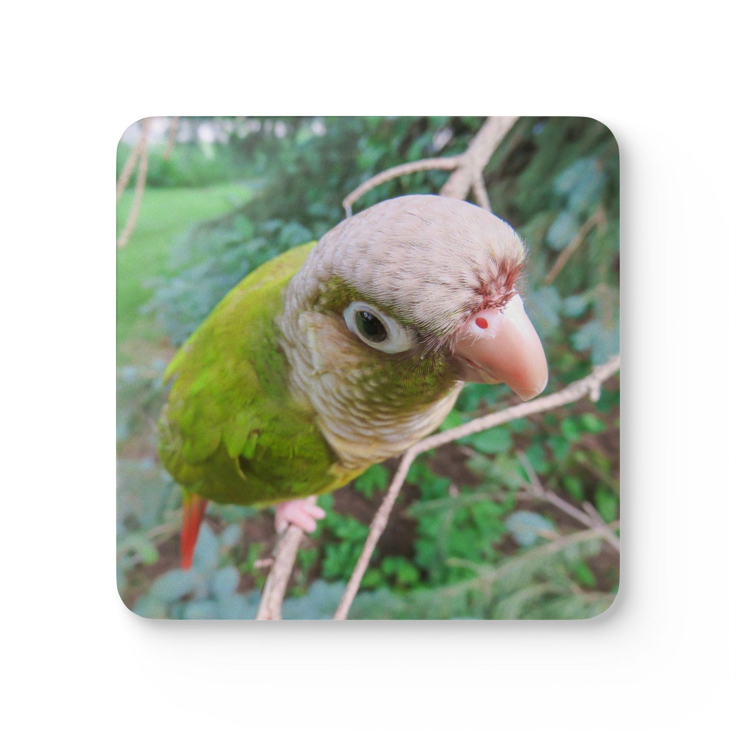 Coaster Set - Watchful Parrot