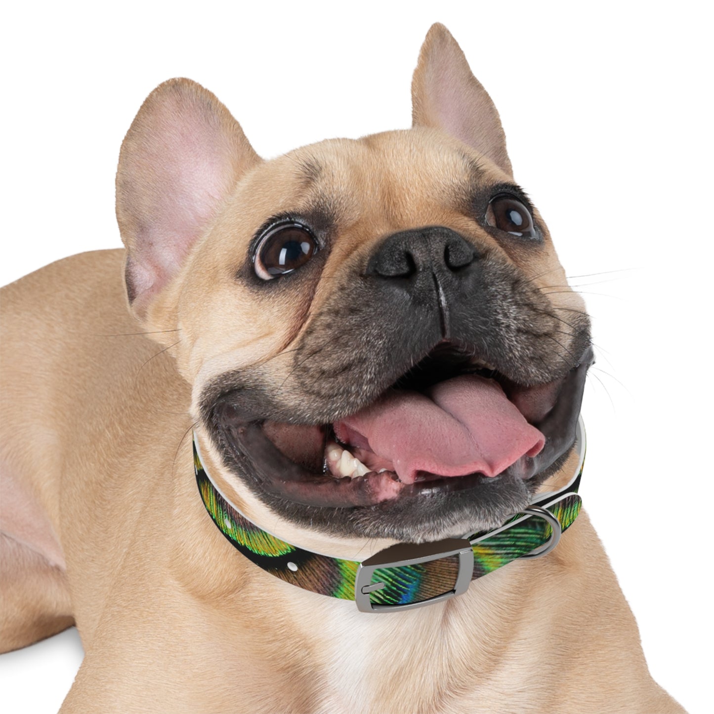 Dog Collar - Brilliant Green Peacock Feathers