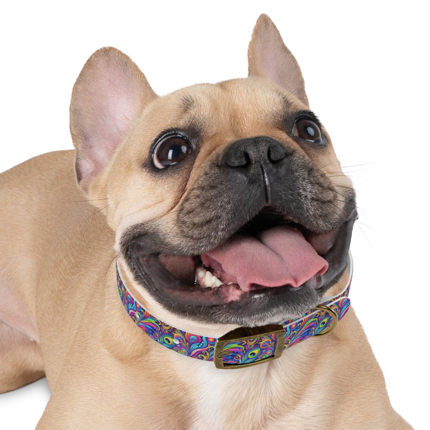 Tropical Dog Collar - Fun and Playful Pet Accessory / Feather Currents Pop
