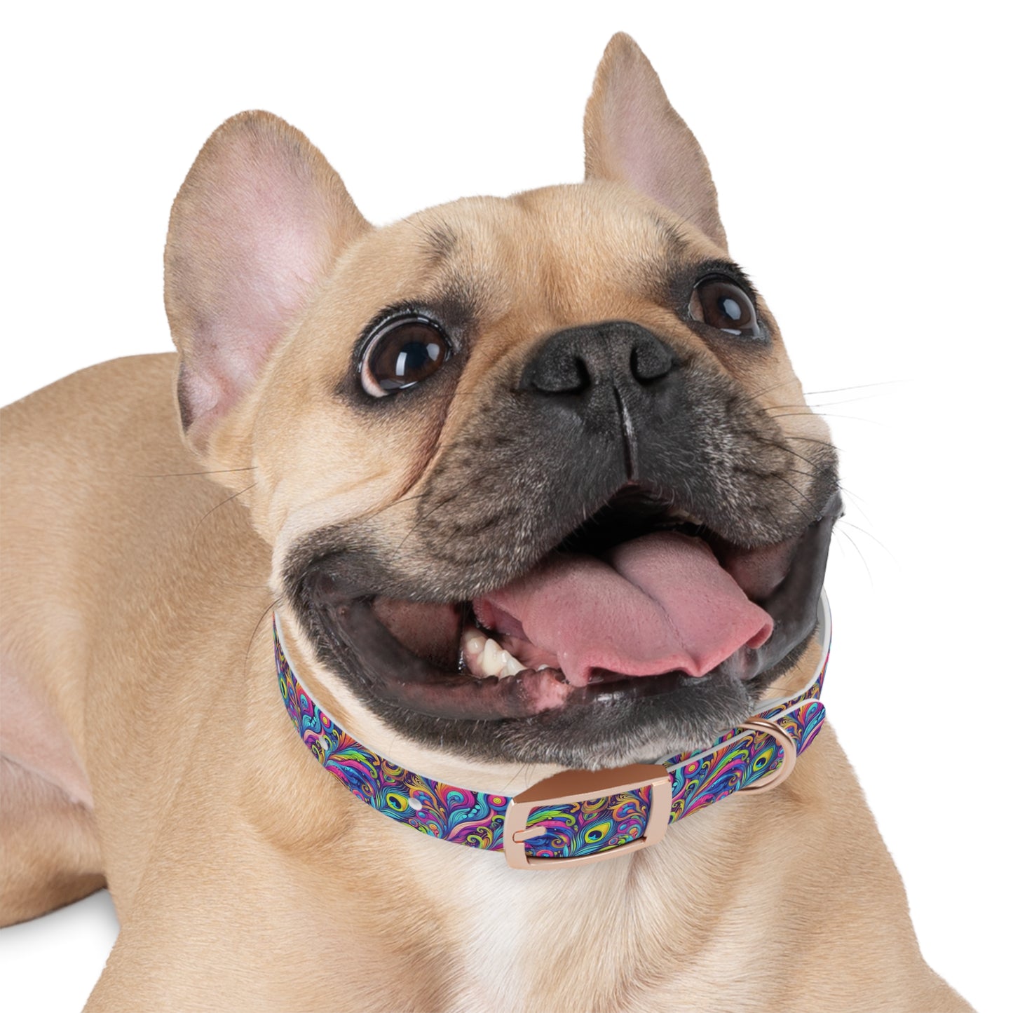Tropical Dog Collar - Fun and Playful Pet Accessory / Feather Currents Pop