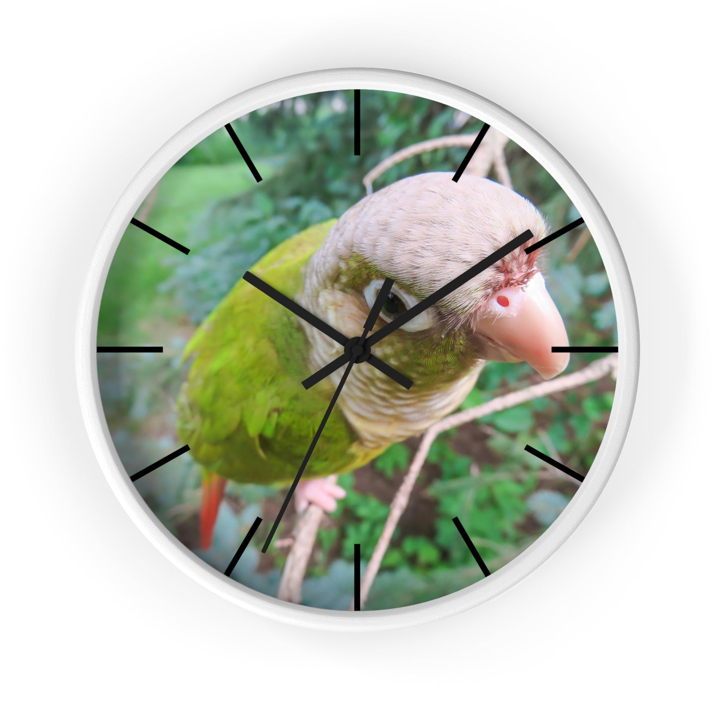 Wall Clock, Spunky Parrot, Hands/Base Variants