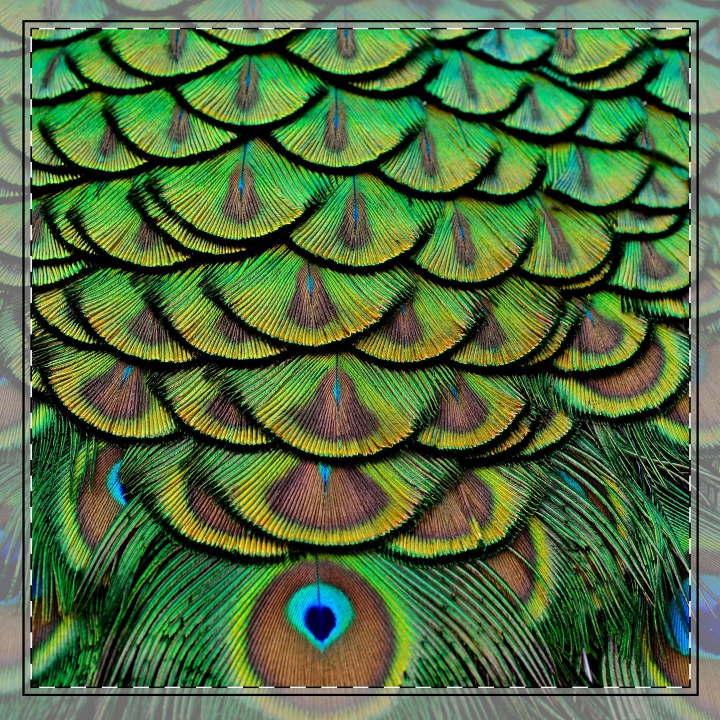 Brilliant Green Peacock Feathers Cotton Twill Napkin / 1 Piece, 2 Sizes