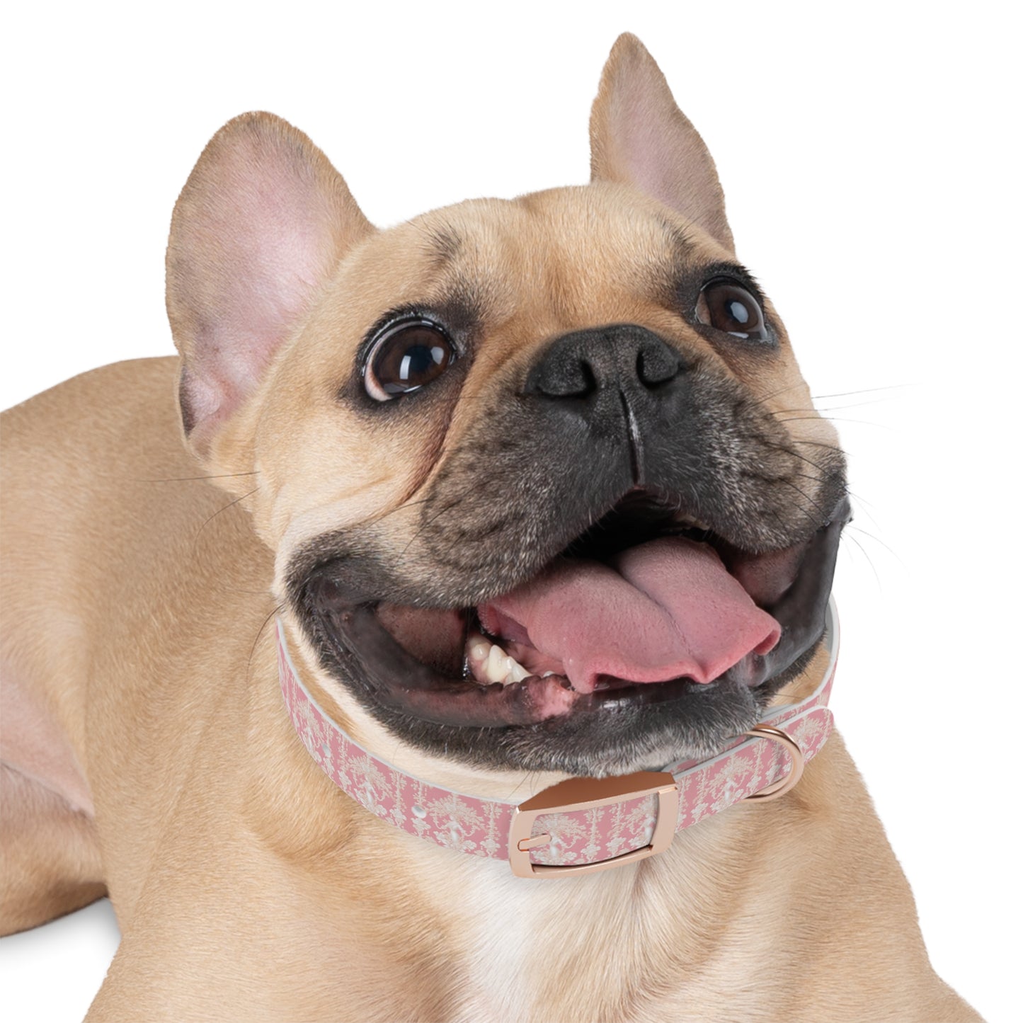 Dog Collar - Pearl Lady Toile, hibiscus pink