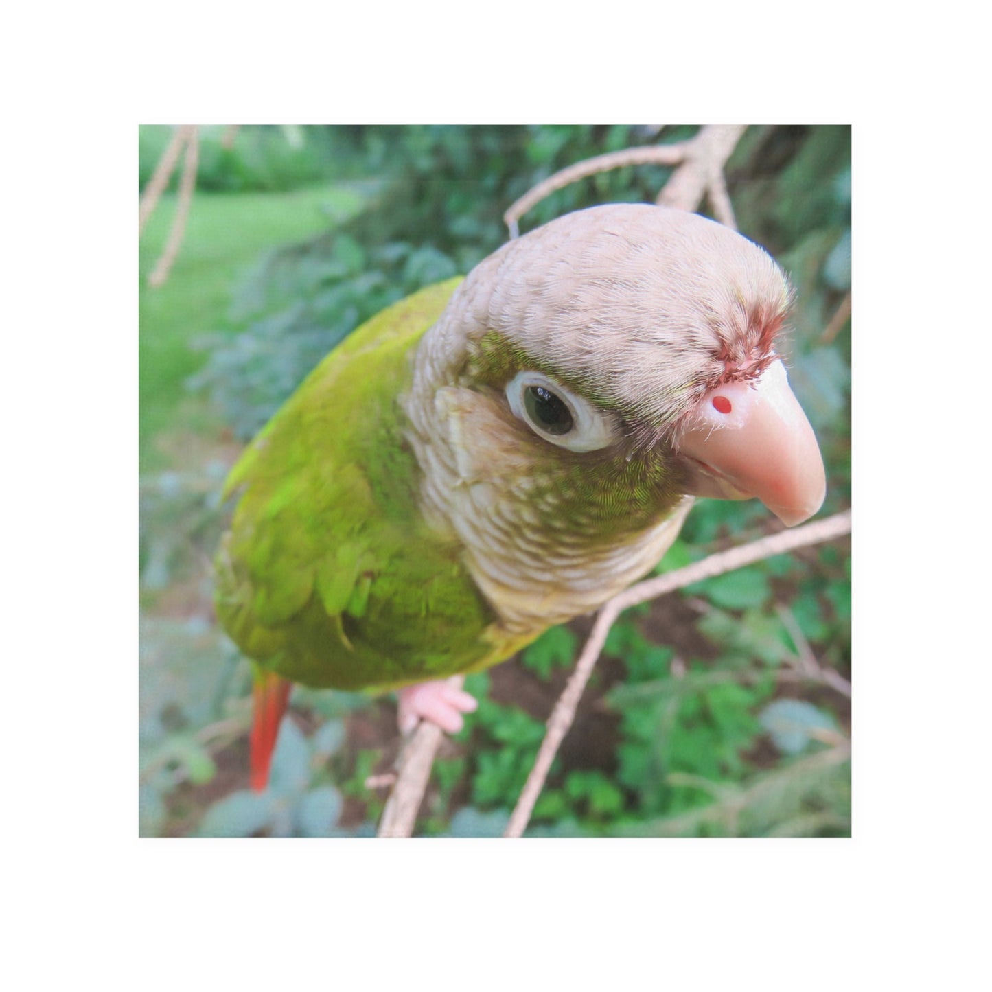 Face Towel - Watchful Parrot