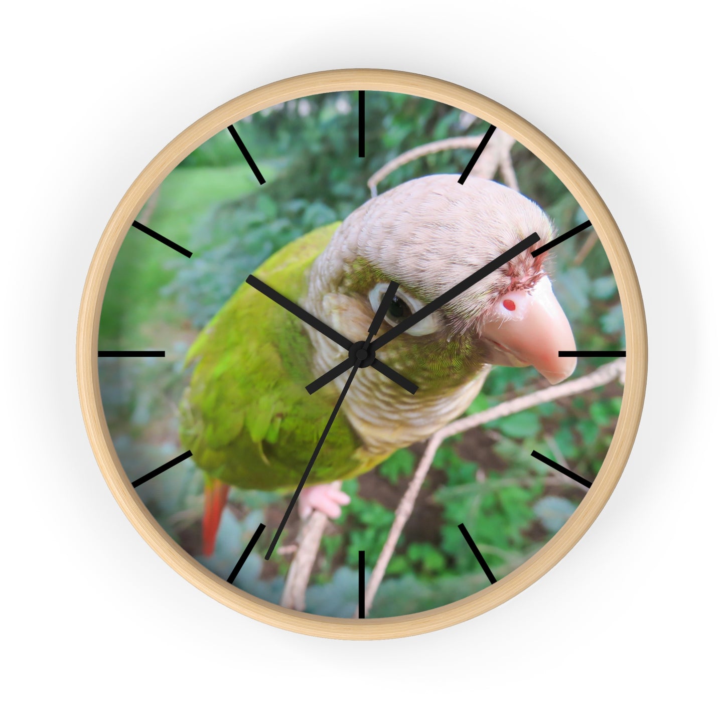 Wall Clock, Spunky Parrot, Hands/Base Variants