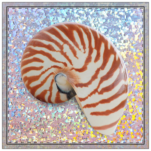 Disco Tiger Stripe Nautilus Polyester Napkins | SET of 4 | Stylish Table Decor