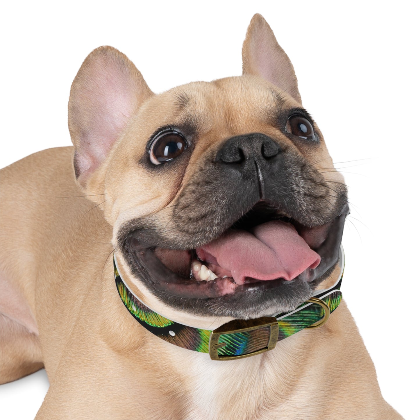 Dog Collar - Brilliant Green Peacock Feathers