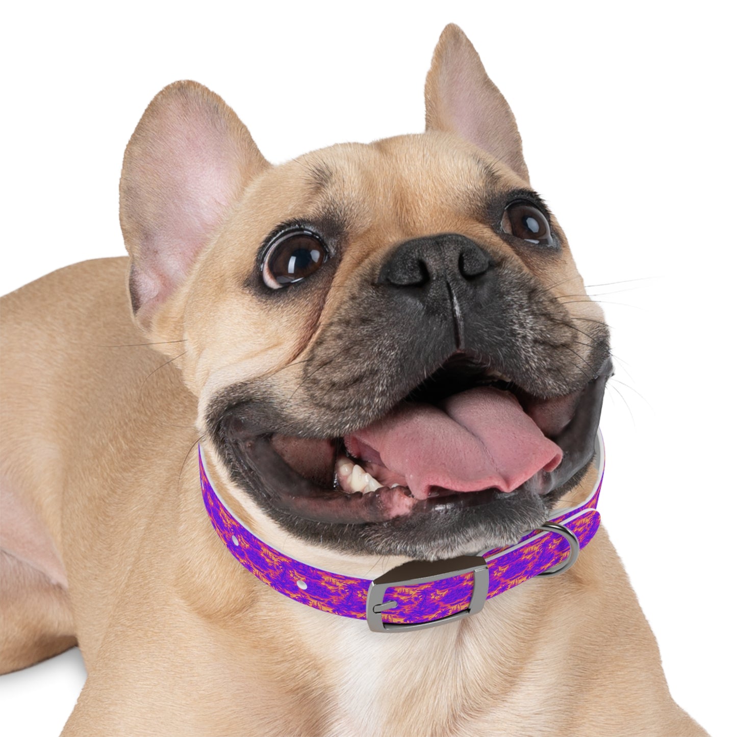 Dog Collar - Crazy Cool Tropical Toile