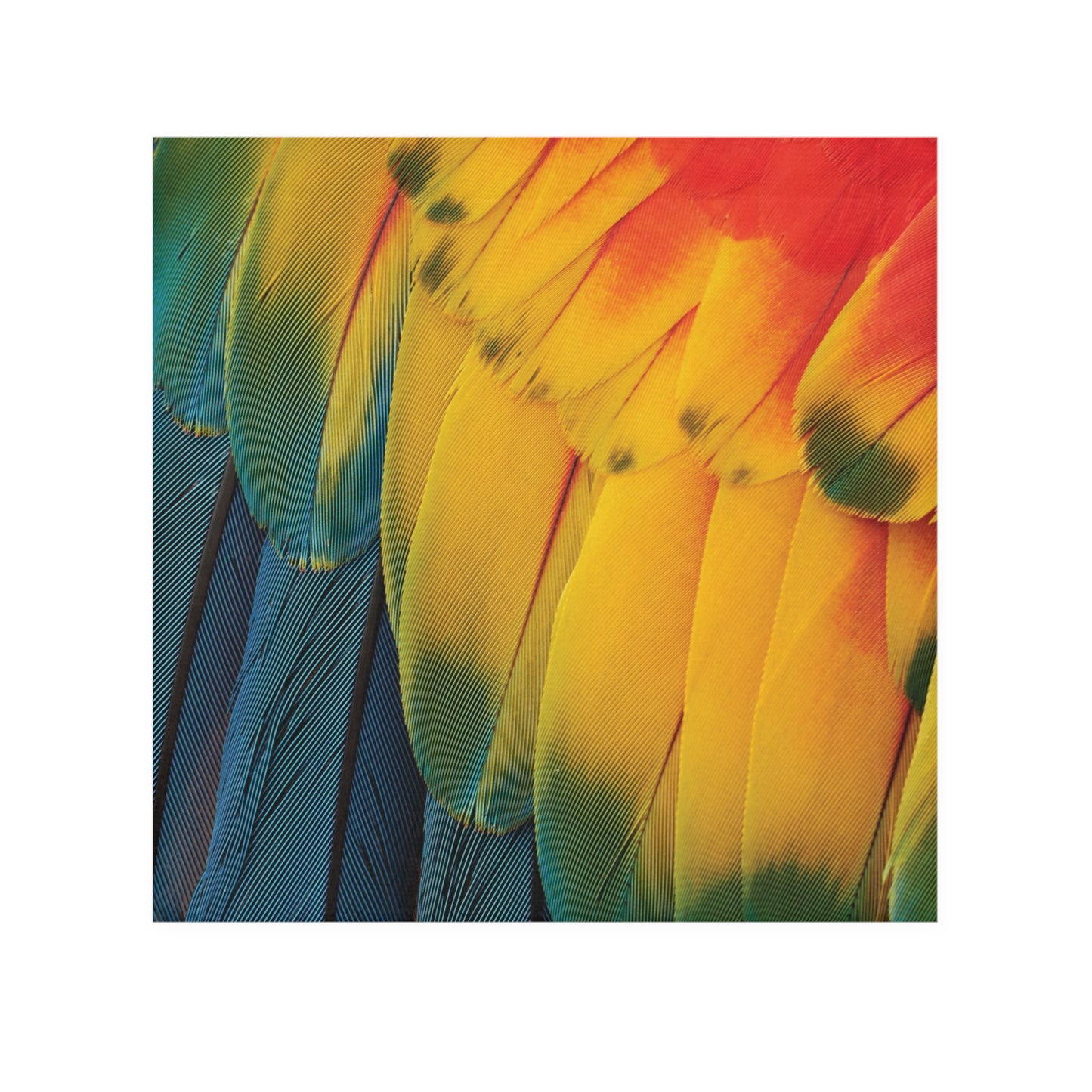 Face Towel - Macaw Feathers