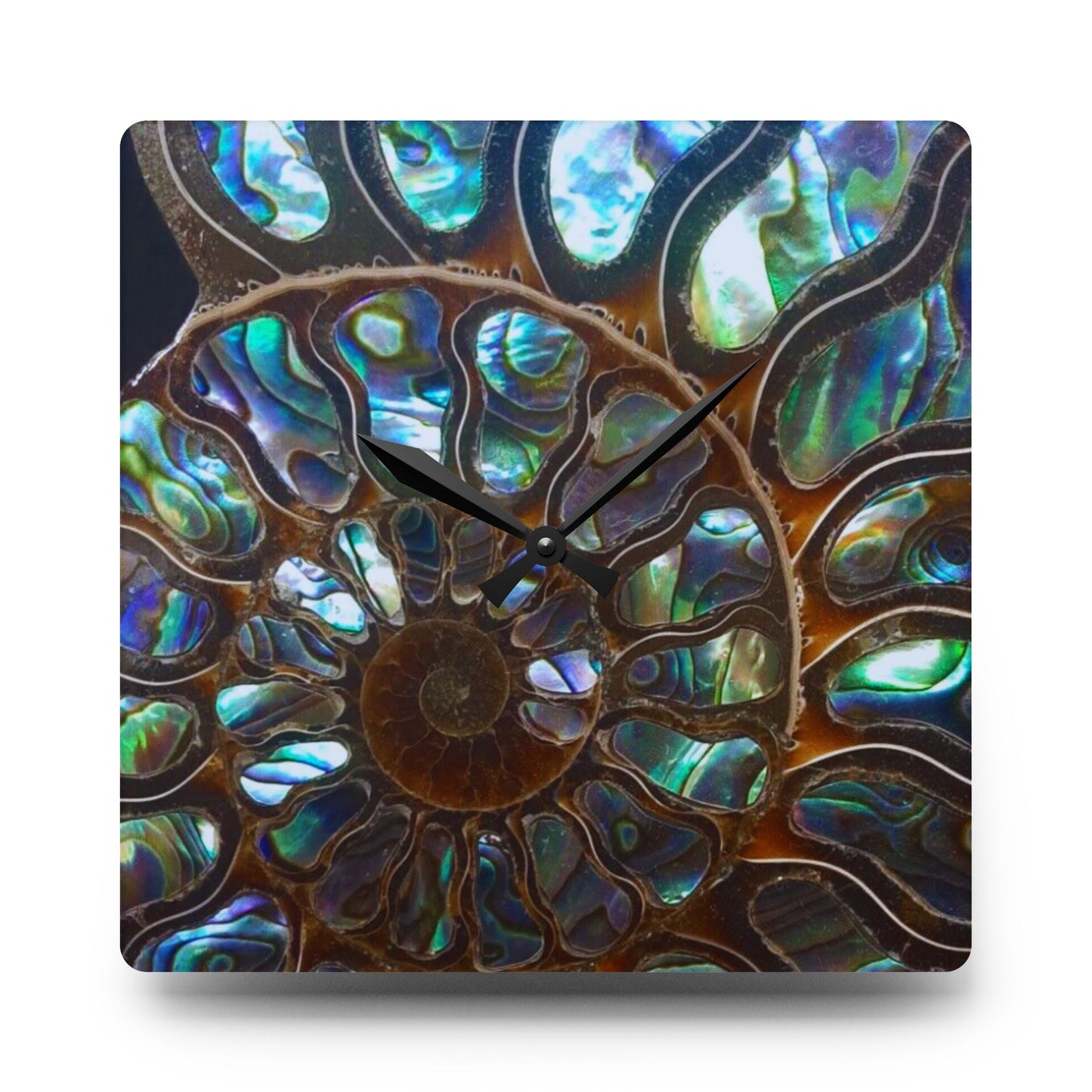 Acrylic Wall Clock, Ammonite & Abalone, 4 Variants