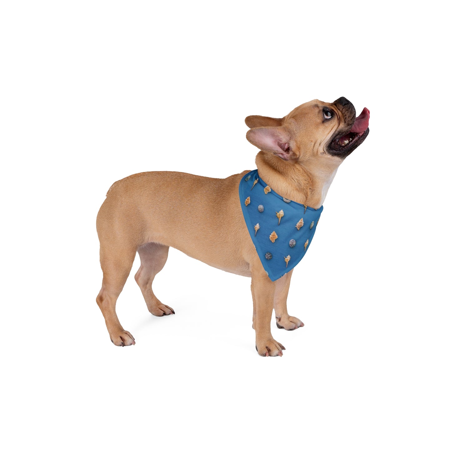 Shells From Our Beach Tropical Pet Bandana, 2 Sizes - Stylish accessory for dogs & cats