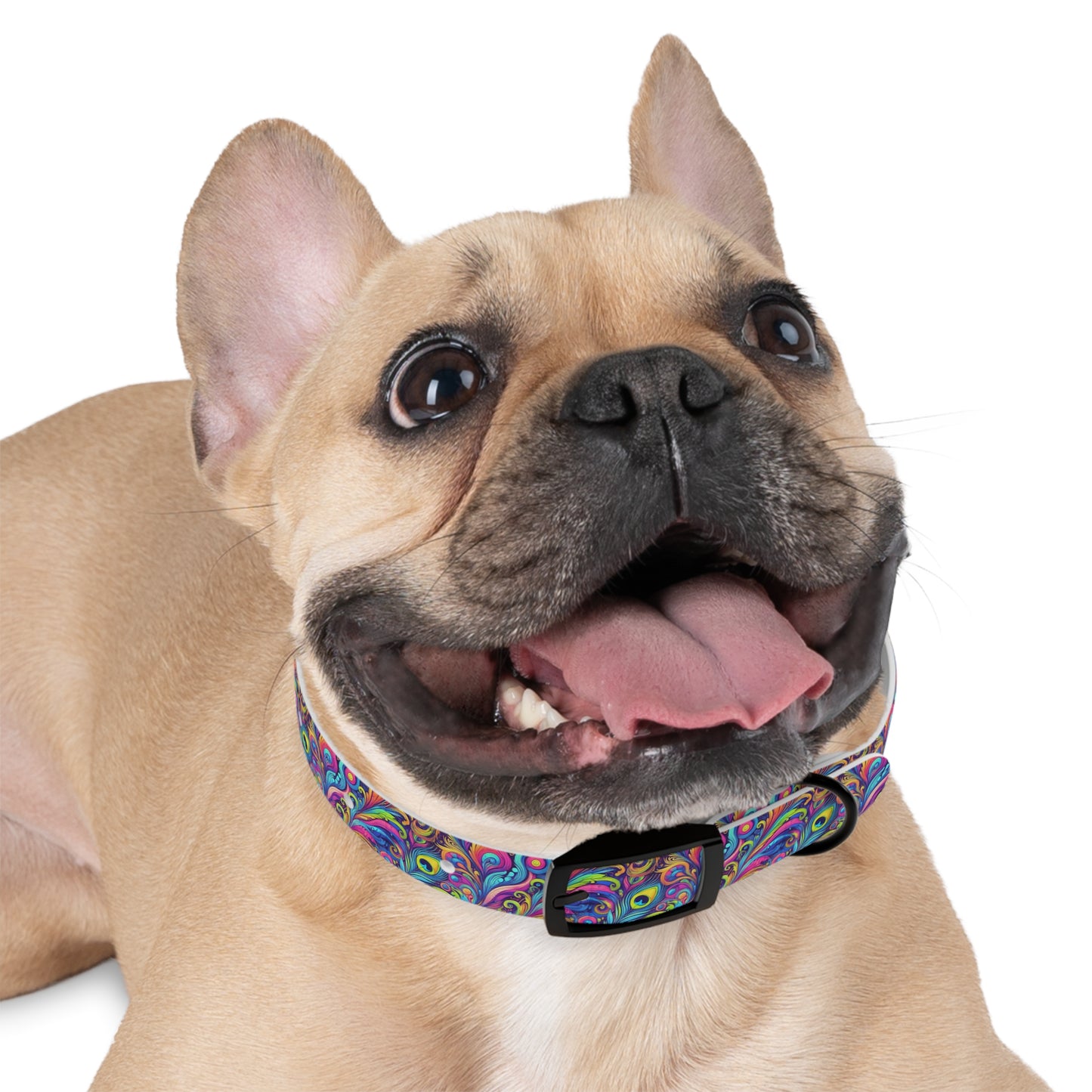 Tropical Dog Collar - Fun and Playful Pet Accessory / Feather Currents Pop