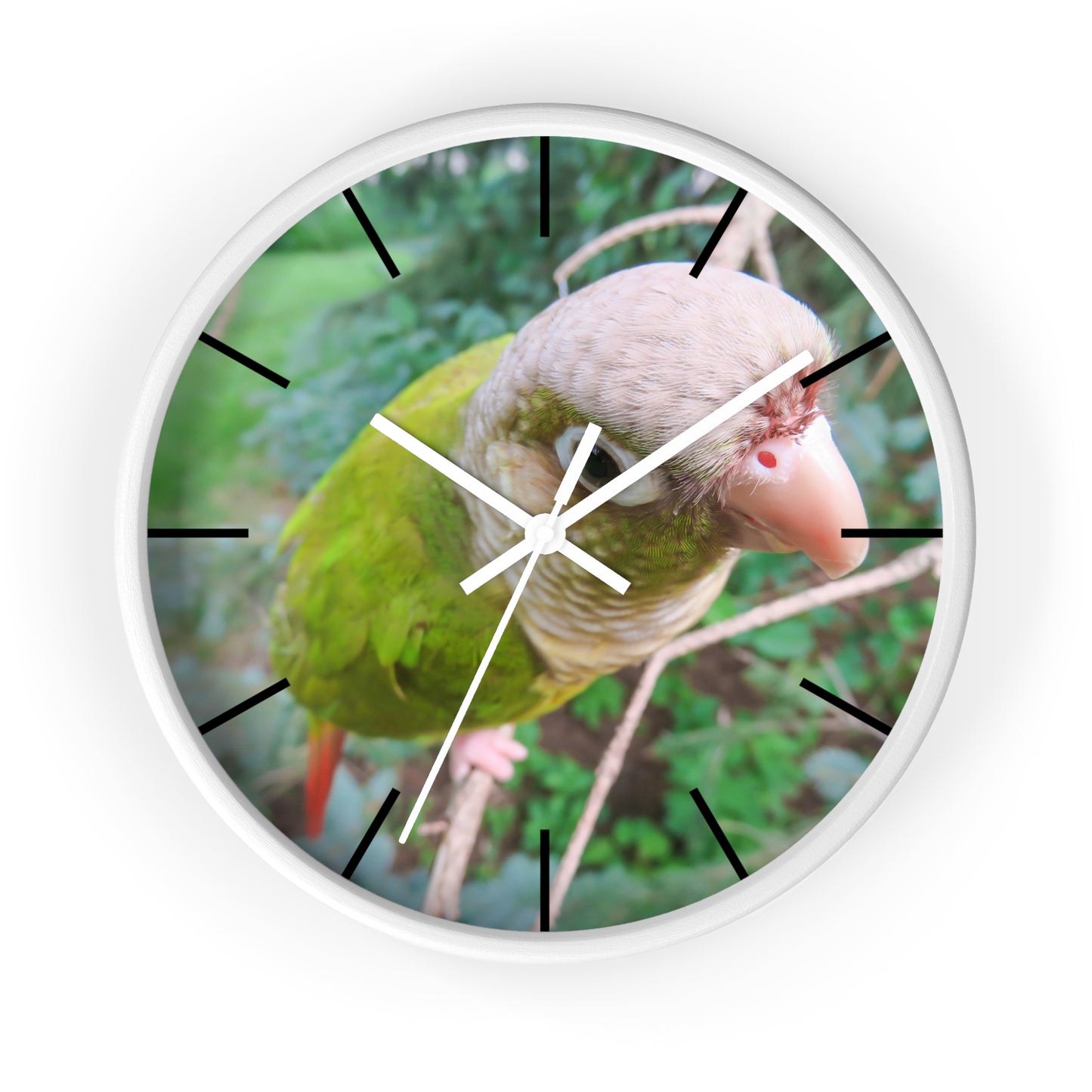 Wall Clock, Spunky Parrot, Hands/Base Variants