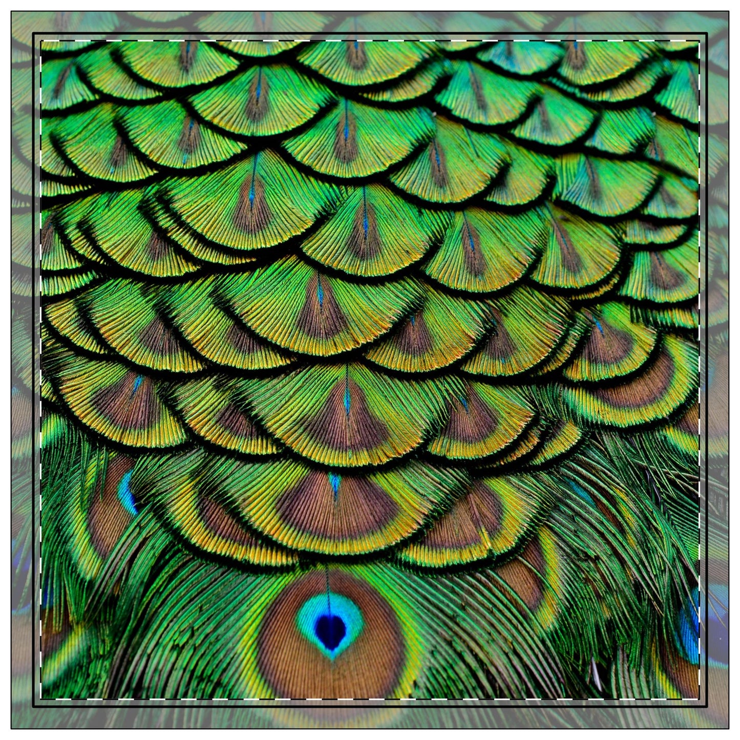 Green Peacock Feathers Polyester Napkins | SET of 4 | Stylish Table Decor